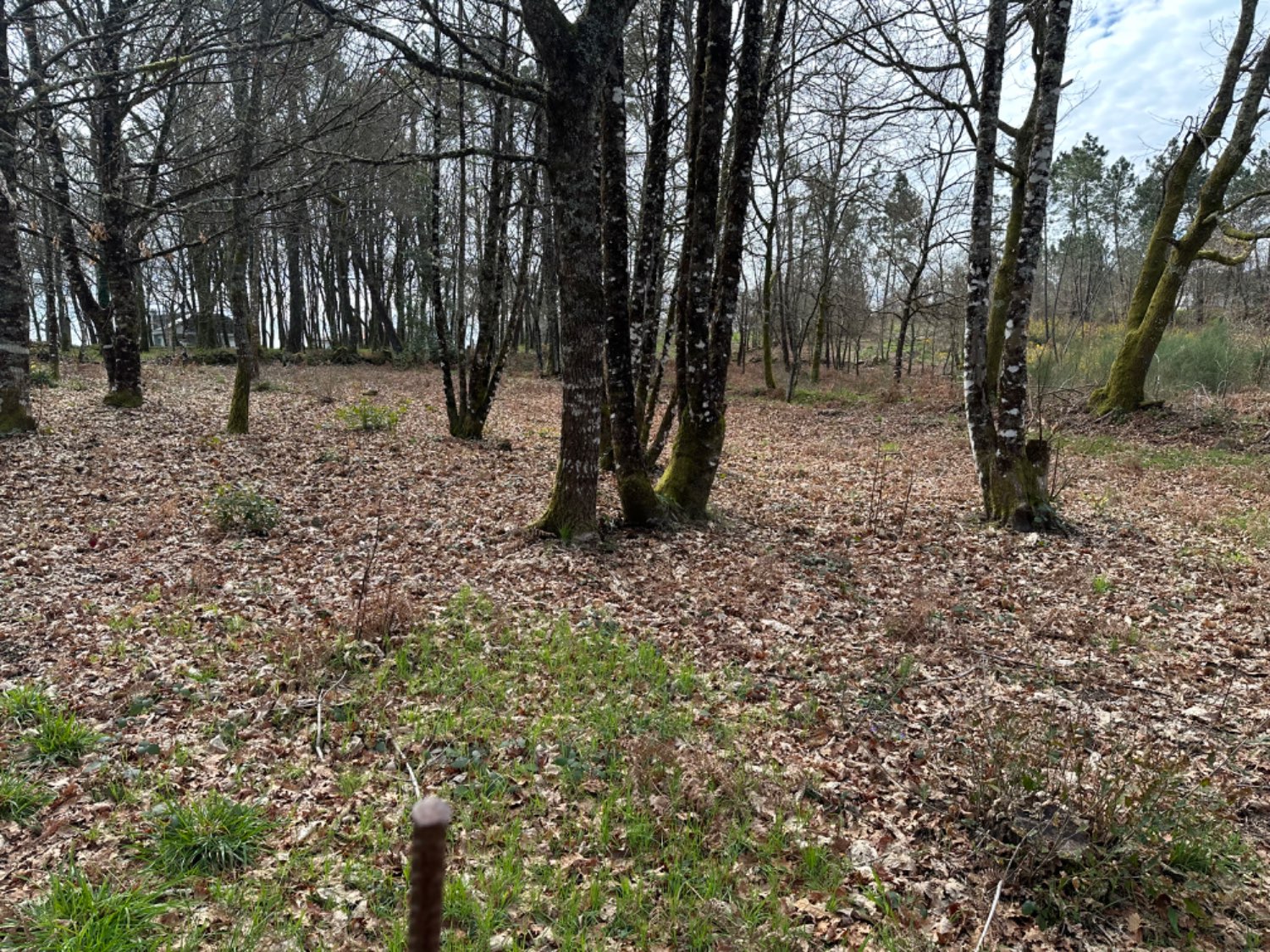 Lote de fincas en pleno Camino de Santiago