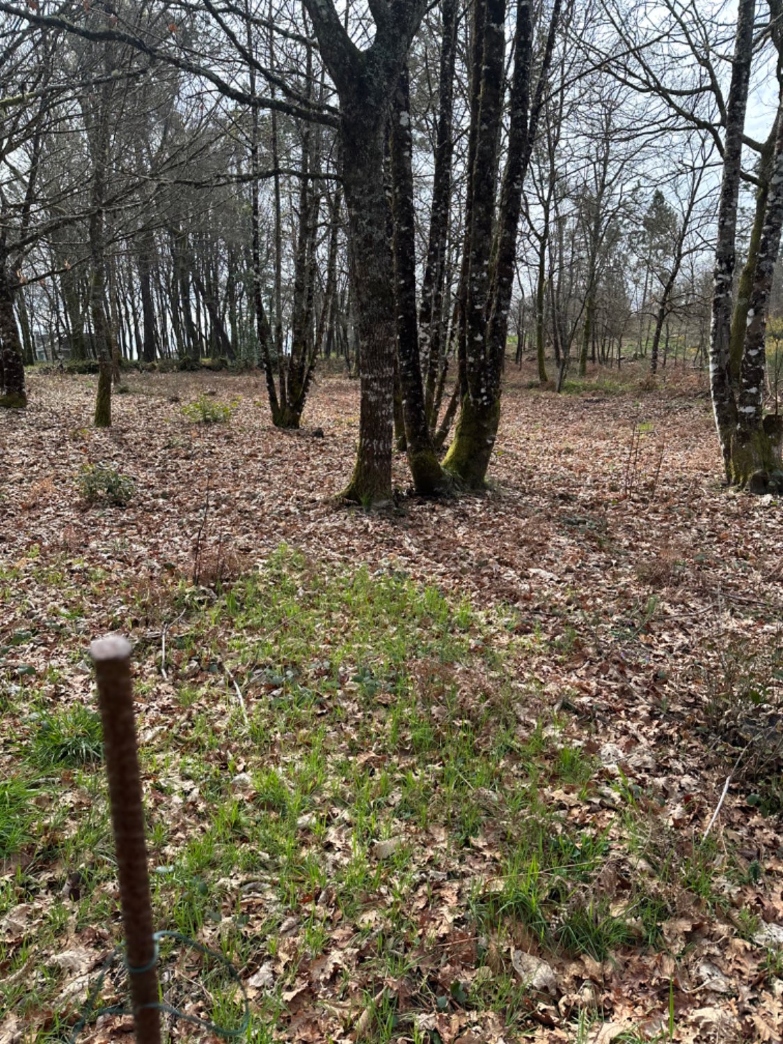 Finca en venda en Piñor